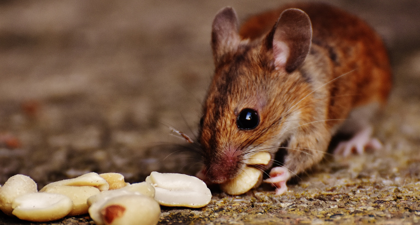 Чтобы мыши не пришли: план по защите дома от грызунов с первыми холодами