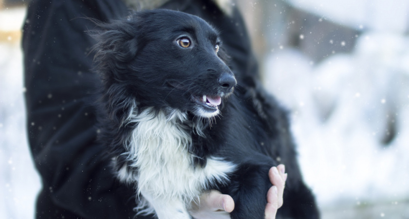 Служба отлова за праздники забрала с улиц больше 50 собак