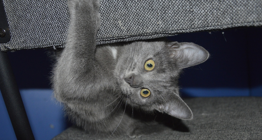 Почему кошки трогают хозяев лапой: 4 главные причины от зоопсихологов