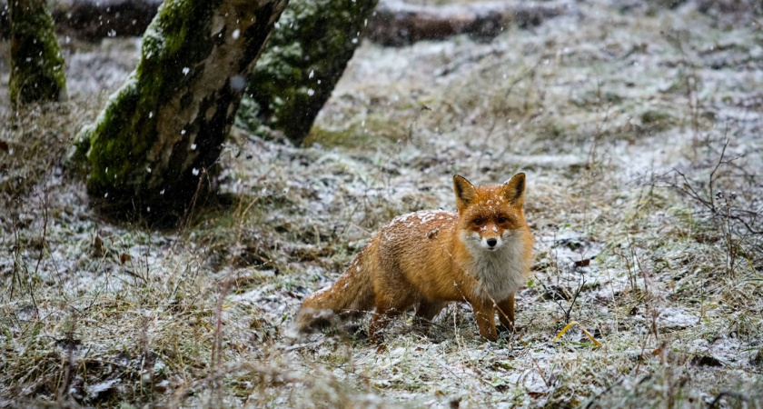 В Ельце и Воловском округе закрыли два села из-за опасного вируса