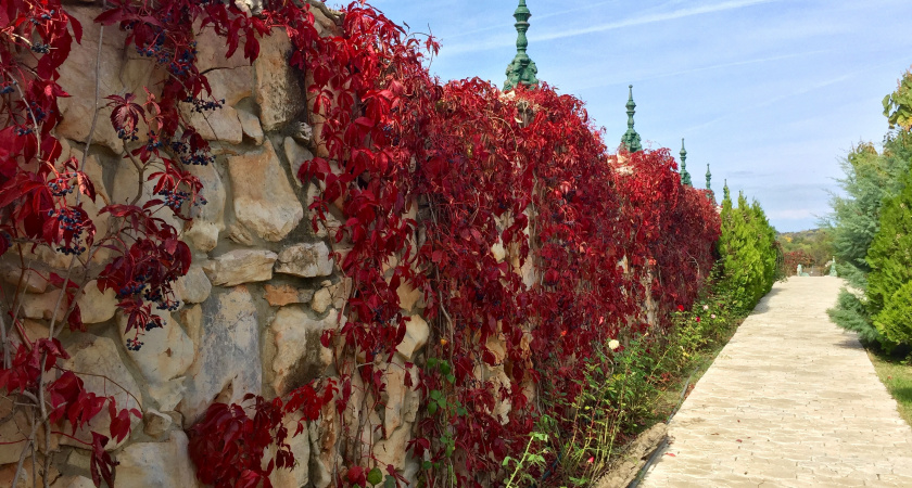 Забор, который всегда в сезоне: зелёная стена из искусственной травы вместо досок и профнастила
