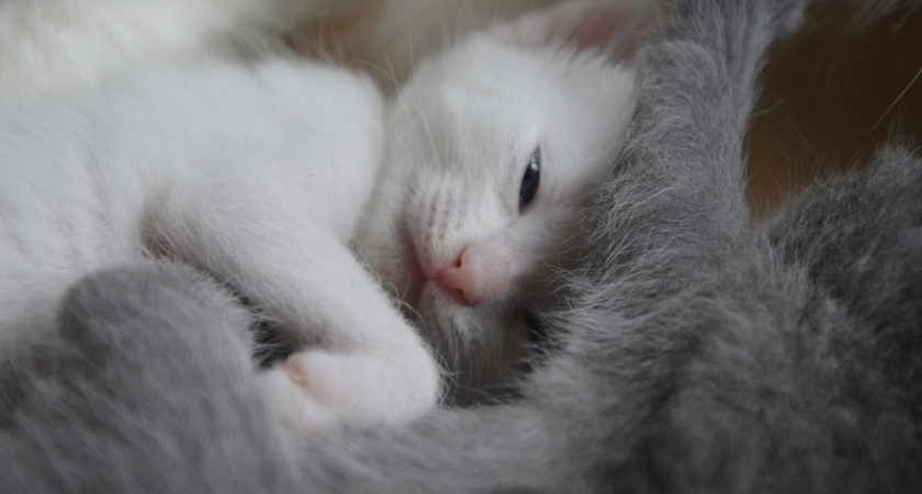 Миф о независимости: сколько на самом деле кошка может быть одна, по мнению специалистов