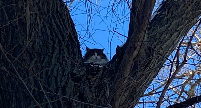 В Липецке спасли бездомного кота, который примёрз к дереву задними лапами
