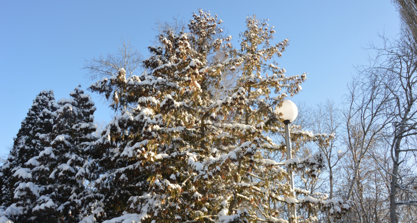 19 декабря в Липецкой области ожидаются морозы до -25