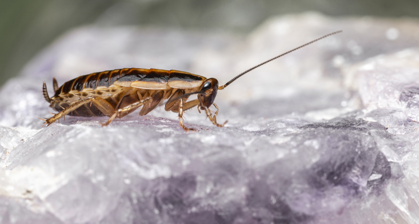 Как избавиться от тараканов навсегда: лучшие методы и средства против вредителей — быстро и просто
