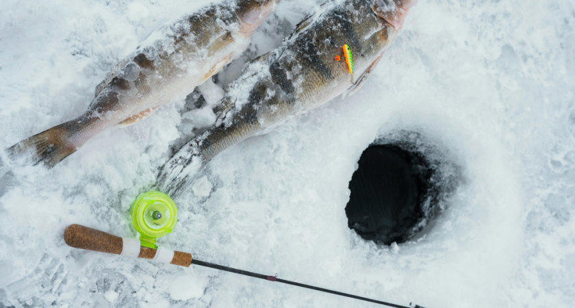 Экологи призывают жителей помочь рыбе пережить суровую зиму