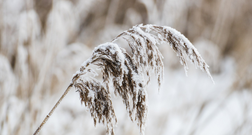 Фермеры области получат 143 миллиона на развитие бизнеса