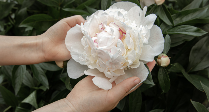 Посадите один раз — и забудьте надолго: этот куст растёт 100 лет и цветёт яркими гигантскими коронами