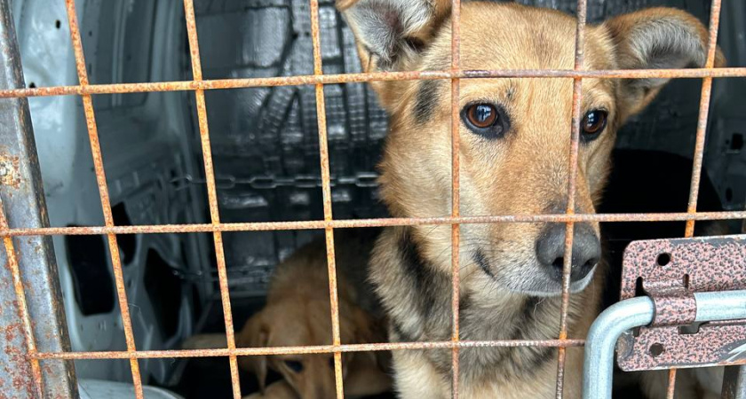 Липецкие кинологи за день выловили пять бродячих собак