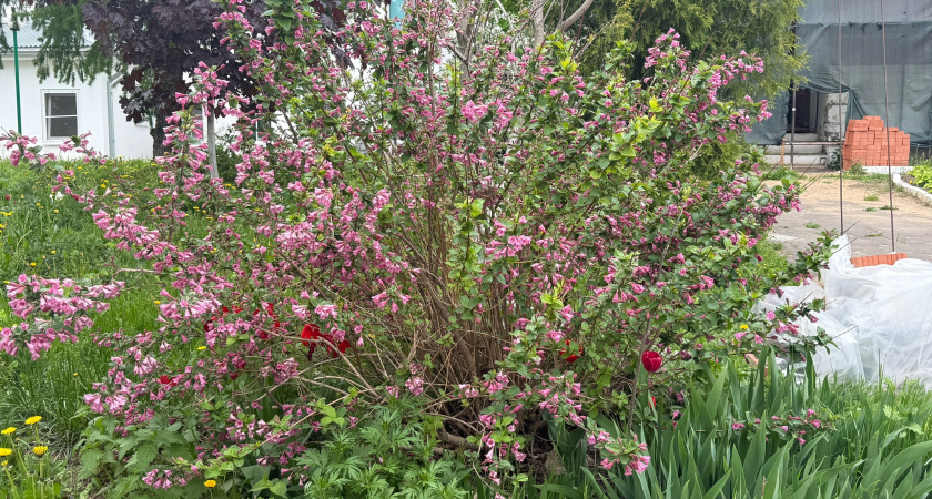 Сирень в пролёте: этот кустарник цветёт с лета до зимы и превращает сад в пушистое облачко круглый год