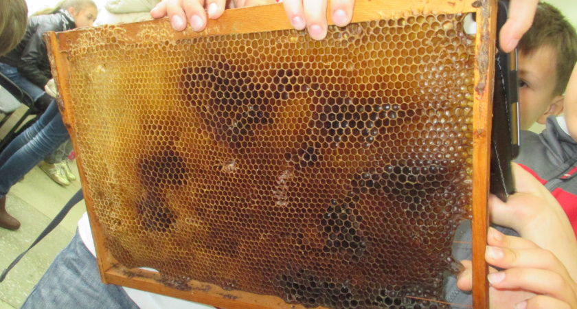 Как отличить настоящий мед от подделки: простой тест за 30 секунд – прямо на кухне