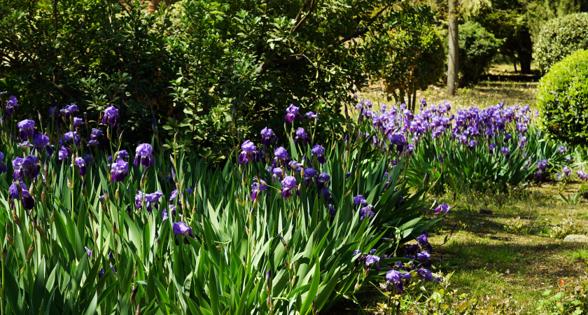 Расстелите в саду живой ковер: растения, которые растут сами и глушат сорняки