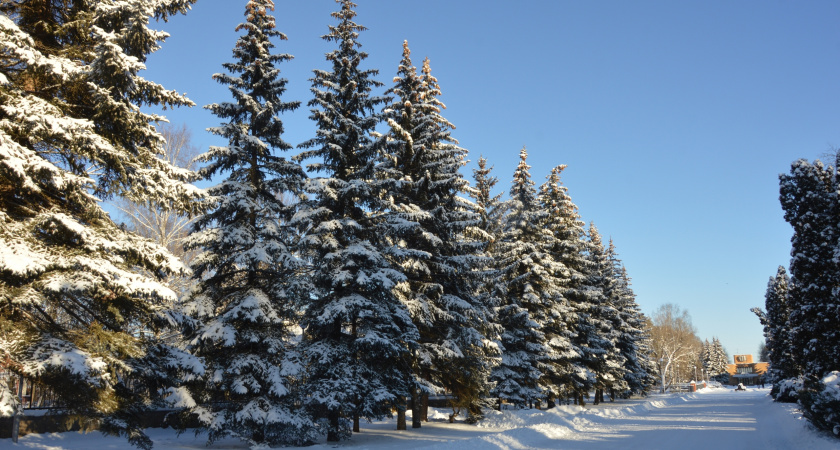 Жителей Липецкой области 25 января ждут морозы до -27