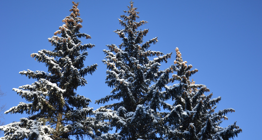 26 января в Липецкой области ожидается порывистый ветер и морозы до -28