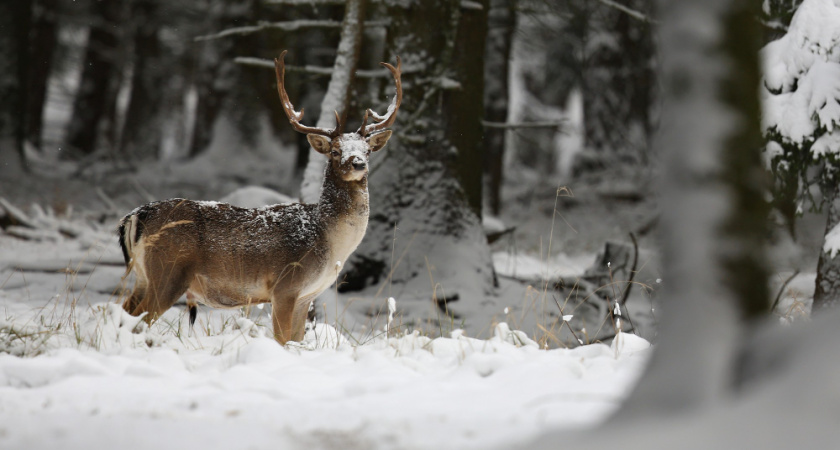 Прокуратура потребовала вернуть земли Краснинского округа за 11 миллионов