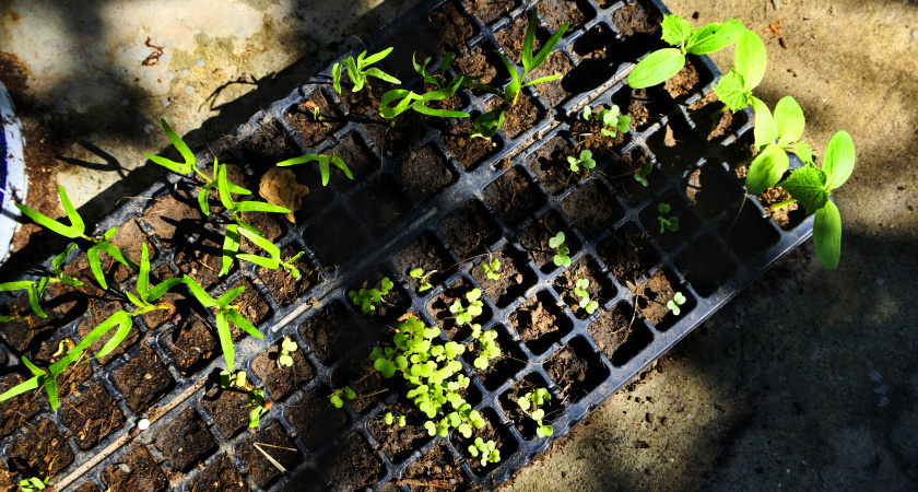 Мой способ шикарной рассады: никакой пикировки, только пятилитровая бутылка и правильный уход