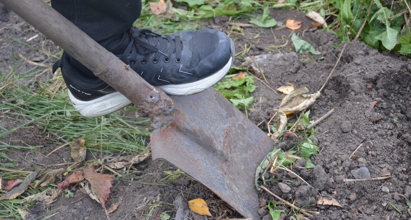 Что точно сыпать на снег в саду, а что — бесполезно: главные законы весенней подкормки