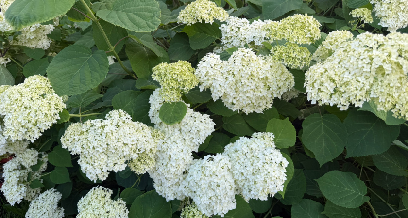 Гортензия больше не в моде – сад завоевывает новый эффектный кустарник: цветет все лето и до самых заморозков