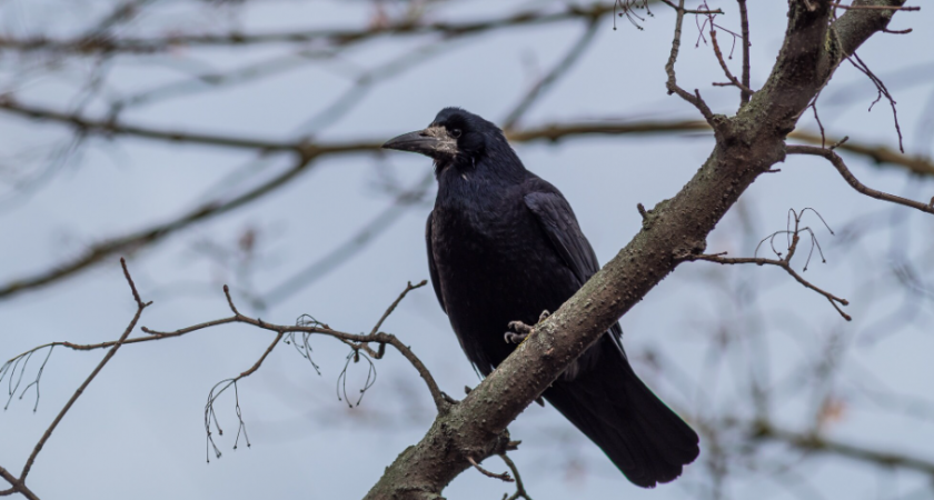 Липецкие ученые разработали экспресс-тест для выявления птичьего гриппа