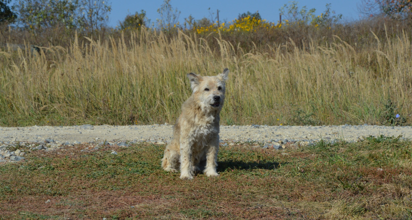 Три самые чистоплотные породы собак: не пахнут, не грызут вещи, идеальны для жизни в квартире