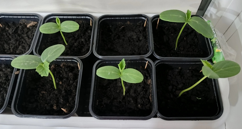 Рассада для ленивых: как я убрала лишнюю работу и получила отличный результат – не могу нарадоваться смекалке