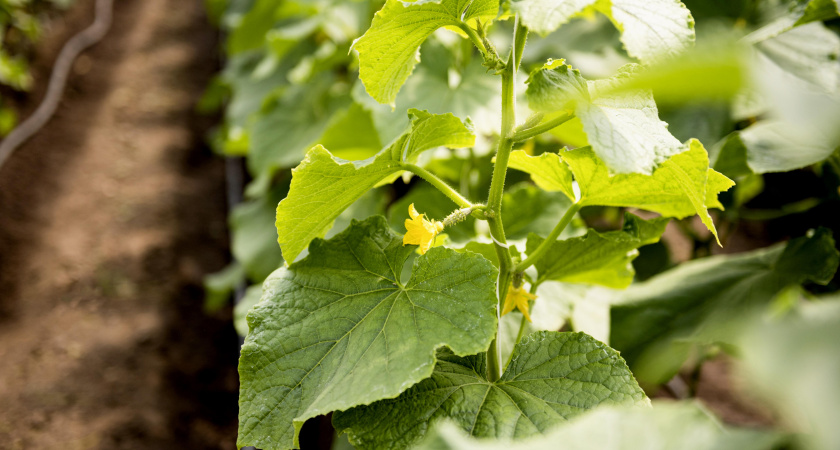 Посадил и забыл: огурцы, которые не берут болезни и отдают урожай щедро, вплоть до холодов