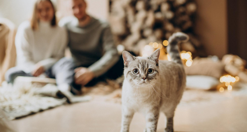 Новые правила семейной ипотеки спровоцировали кредитный бум у липчан