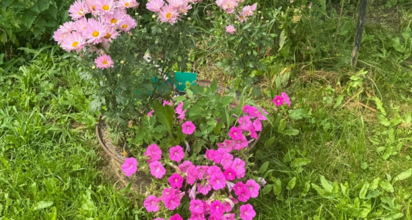 Титулованная красавица, которая цветёт с мая по октябрь: великолепный многолетник весь сезон радует пышными алыми бутонами