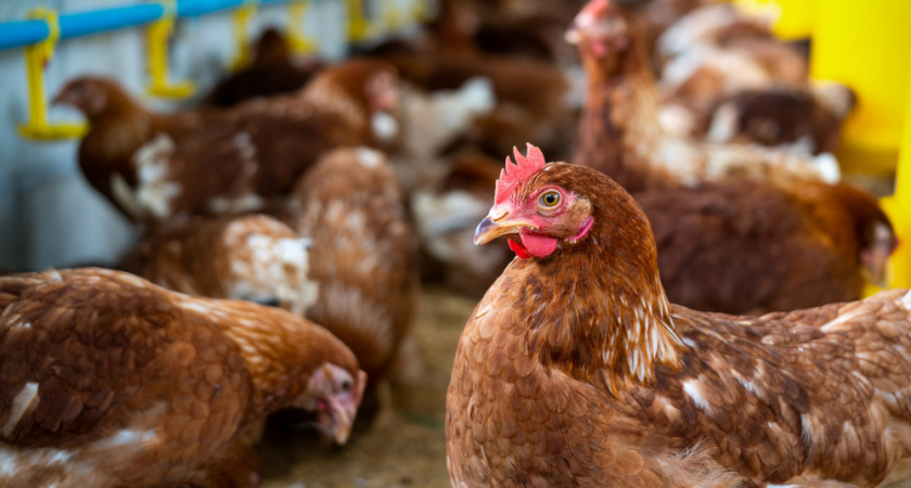 Назначена экспертиза спорного птицекомплекса кооператива "Экоптица"