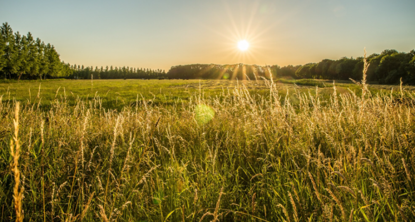 Липецкие аграрии возглавили рейтинг по урожайности картофеля и ягод