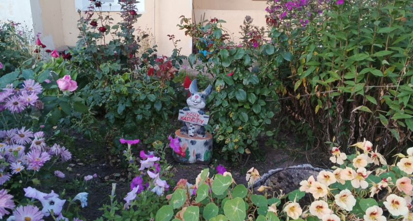 Роскошный кустарник, который цветёт с весны и до осени: прост в уходе и неприхотлив