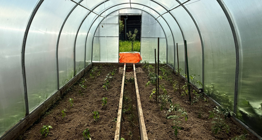 Теплица без печки и света: вот как она сама греется зимой – хитрые дачники выращивают так овощи даже в холода