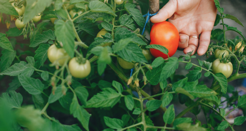 Главный сорт для закаток: усыпан плодами до 500 г, растет где угодно - привет из Италии