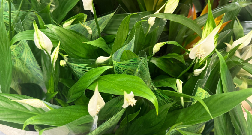 Как правильно пересадить спатифиллум в домашних условиях, чтобы он цвел круглый год