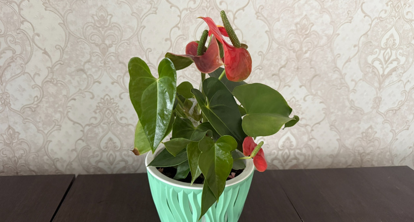 Если у спатифиллума засыхают кончики листьев – первым делом: 1 трюк с горшком остановит процесс навсегда