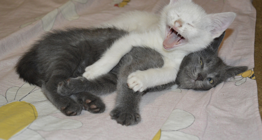 Вот почему кошка кусает, когда ласкается: 87% владельцев совершают одну и ту же ошибку