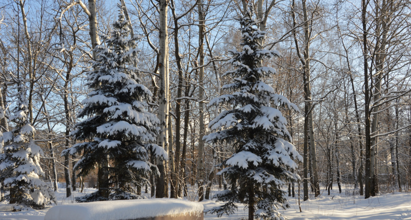 В Липецкой области резкое потепление сменится февральскими морозами до -16 градусов