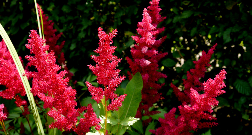 Соседи думают, что это экзотика, а это просто амарант — сажайте и собирайте комплименты