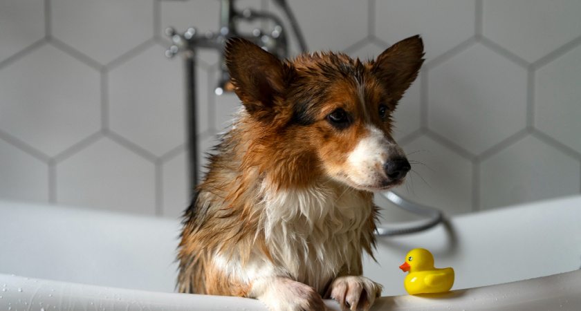 Жители домов на Кувшинова и Полиграфической останутся без холодной воды в понедельник