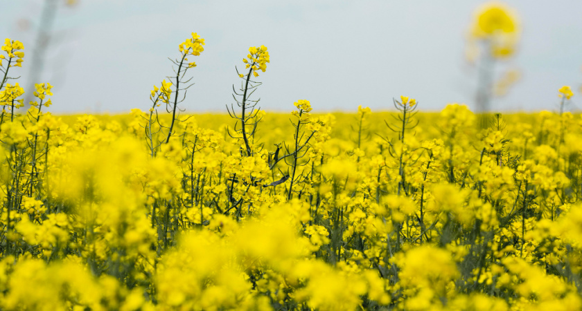 Липецкие аграрии делают ставку на рапс и сою