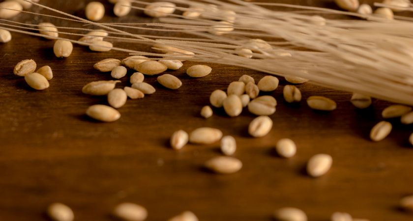 Липецкий ячмень не прошел проверку на пестициды