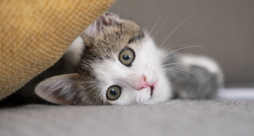 Идеальные кошки для аллергиков: не линяют, не пахнут и болеют редко — 4 лучшие породы