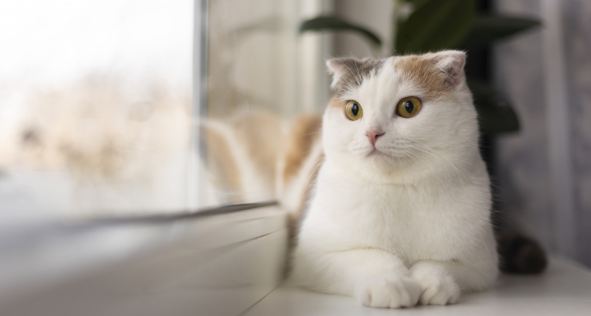 Почему кошка мяукает, когда с ней разговариваешь: объясняют зоопсихологи - запомните раз и навсегда