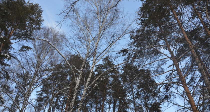 22 февраля в Липецкой области ожидается порывистый ветер и до -18