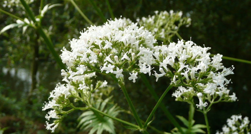 Цветок с запахом ванили: садоводы сносят полки ради растения-ароматизатора