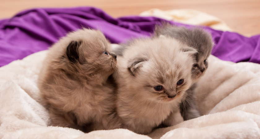 Три кошки, чья внешность заставляет забыть обо всём: они признаны самыми красивыми