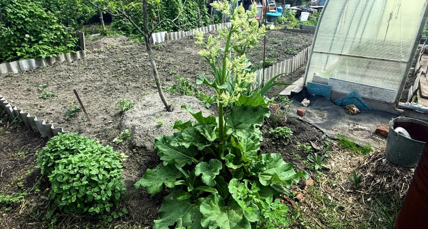 Овощ, который умертвляет почки: в Европе его не едят, а в России все любят