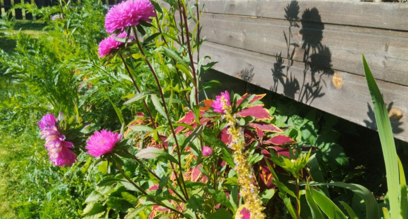 Февральская пробуждающая подкормка для цветов: начнут расти как бешеные и порадуют яркими бутонами