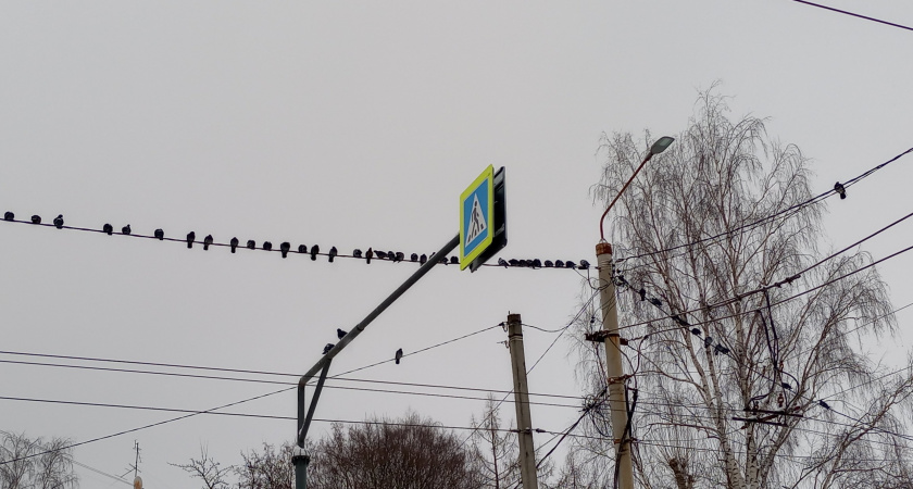 В ГАИ разъяснили: нужно ли пропускать пешехода, который стоит на тротуаре