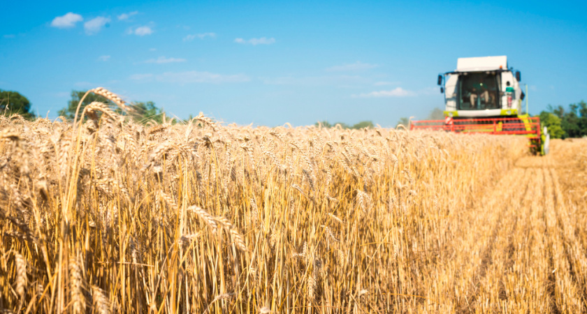 Елецкие селекционеры создали семена для любого климата России